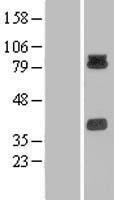 PCDHB15 Human Over-expression Lysate