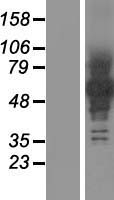Protocadherin beta 12 (PCDHB12) Human Over-expression Lysate