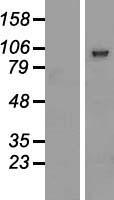PCDHGB2 Human Over-expression Lysate