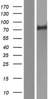 FEM1A Human Over-expression Lysate