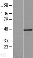 TSGA14 (CEP41) Human Over-expression Lysate