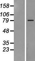 COG1 Human Over-expression Lysate
