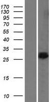 BAP29 (BCAP29) Human Over-expression Lysate