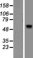 BAIAP2L1 Human Over-expression Lysate