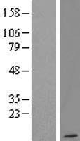 G gamma12 (GNG12) Human Over-expression Lysate