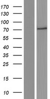 TAP2 Human Over-expression Lysate