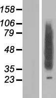 CLN8 Human Over-expression Lysate