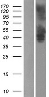SREB3 (GPR173) Human Over-expression Lysate