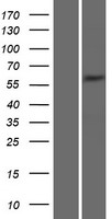 Syntrophin gamma 2 (SNTG2) Human Over-expression Lysate