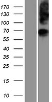 glycerol 3 phosphate permease (SLC37A1) Human Over-expression Lysate