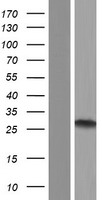 RIPPLY3 Human Over-expression Lysate