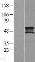 SMCR7L (MIEF1) Human Over-expression Lysate