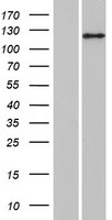 ANKIB1 Human Over-expression Lysate