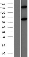 MOV10L1 Human Over-expression Lysate