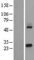 KCTD5 Human Over-expression Lysate