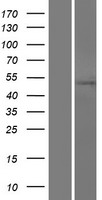 TMX3 Human Over-expression Lysate