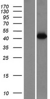 OTULINL Human Over-expression Lysate