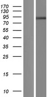 CSGLCAT (CHPF2) Human Over-expression Lysate