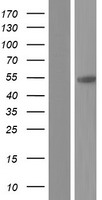CPVL Human Over-expression Lysate