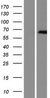 ZDHHC13 Human Over-expression Lysate