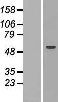 RBM47 Human Over-expression Lysate