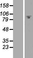FAM35A Human Over-expression Lysate