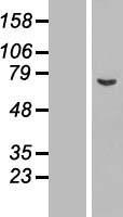 ASNSD1 Human Over-expression Lysate