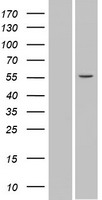 SPATA6 Human Over-expression Lysate
