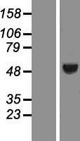 ING3 Human Over-expression Lysate