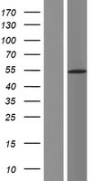 DDX49 Human Over-expression Lysate