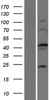 EFCBP2 (NECAB2) Human Over-expression Lysate