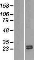 ARL15 Human Over-expression Lysate