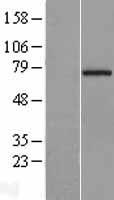 CCDC93 Human Over-expression Lysate
