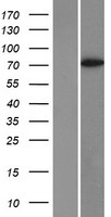 RIAM (APBB1IP) Human Over-expression Lysate