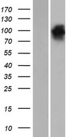 EHM2 (EPB41L4B) Human Over-expression Lysate