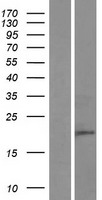 C8orf44 Human Over-expression Lysate