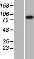 LRRC8A Human Over-expression Lysate