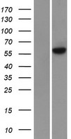 METTL3 Human Over-expression Lysate