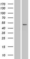 SLC10A3 Human Over-expression Lysate