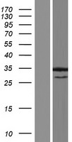 ANKRD7 Human Over-expression Lysate