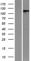 RNF20 Human Over-expression Lysate
