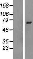 ARHGEF3 Human Over-expression Lysate