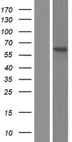C19orf61 (SMG9) Human Over-expression Lysate