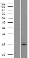 TCIM Human Over-expression Lysate