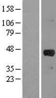 SLC2A4RG Human Over-expression Lysate