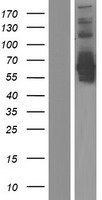 CRMP5 (DPYSL5) Human Over-expression Lysate