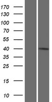 IFT46 Human Over-expression Lysate