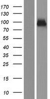 SEMA3G Human Over-expression Lysate
