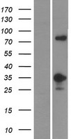 MFF Human Over-expression Lysate