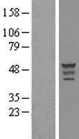 OLFML3 Human Over-expression Lysate